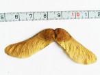 Acer platanoides (Norway maple, Milk maple) - winged dioecious leaves are fused at an obtuse angle