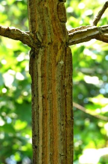 Acer campestre (Field maple) - cork strips