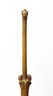 Acer campestre (Field maple)