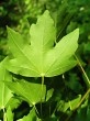 Acer campestre (Field maple) - underside