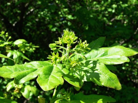 Acer campestre (Field maple)