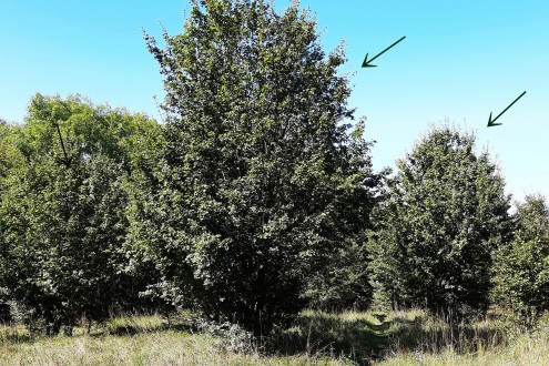 Acer campestre (Field maple) - as part of the forest-steppe community (Strážovské vrchy)