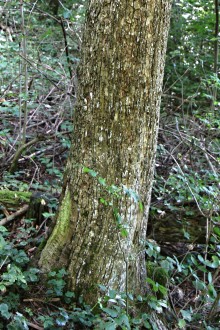 Acer campestre (Field maple) - bark