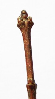 Acer tataricum (Tartar maple, Tatarian maple)