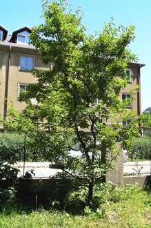 Acer tataricum (Tartar maple, Tatarian maple) - Hrádok Arboretum