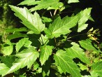 Acer tataricum (Tartar maple, Tatarian maple) - twig with leaves
