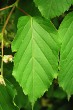 Acer tataricum (Tartar maple, Tatarian maple) - leaf without, or only with hints of lobes