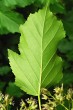 Acer tataricum (Tartar maple, Tatarian maple) - underside