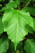 Acer tataricum (Tartar maple, Tatarian maple) - top side