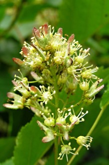 Acer tataricum (Tartar maple, Tatarian maple)