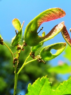Acer tataricum (Tartar maple, Tatarian maple) - achenes are upright before ripening