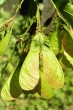 Acer tataricum (Tartar maple, Tatarian maple) - achenes are drooping when ripe