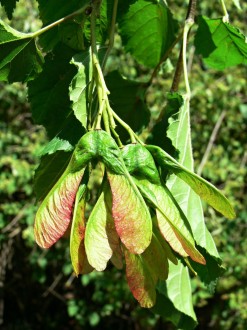 Acer tataricum (Tartar maple, Tatarian maple) - ornamental with fruits