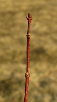 Acer tataricum (Tartar maple, Tatarian maple)