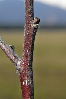 Frangula alnus (Alder buckthorn) - bark