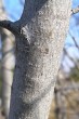 Frangula alnus (Alder buckthorn) - bork