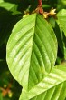 Frangula alnus (Alder buckthorn) - top side