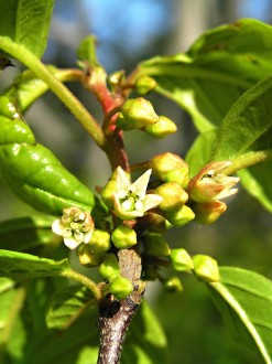 Frangula alnus (Alder buckthorn)