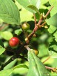 Frangula alnus (Alder buckthorn) - fruits gradually ripen at the same time as flowering