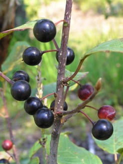 Frangula alnus (Alder buckthorn)