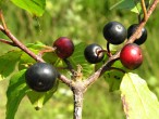Frangula alnus (Alder buckthorn)