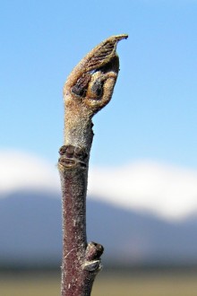 Frangula alnus (Alder buckthorn)