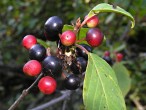 Frangula alnus (Alder buckthorn)