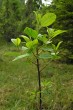Frangula alnus (Alder buckthorn)