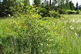 Frangula alnus (Alder buckthorn) - on peat bog