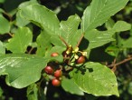 Frangula alnus (Alder buckthorn) - fruits gradually ripen at the same time as flowering