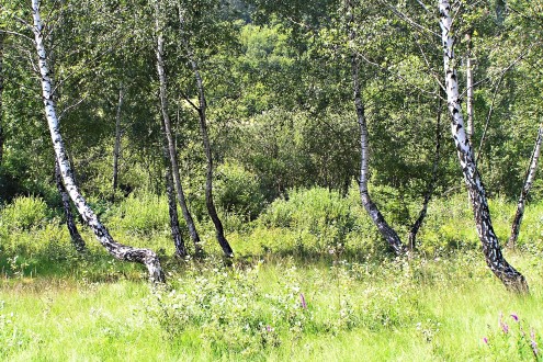 Frangula alnus (Alder buckthorn) - habitat of occurrence in the Rojkov bog