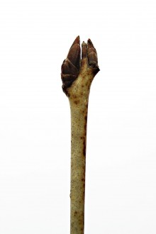 Rhamnus catharticus (Purifying sea buckthorn, Common buckthorn) - at the end of the shoot there are usually two buds with a thorn between them