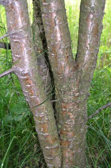 Rhamnus catharticus (Purifying sea buckthorn, Common buckthorn) - bark