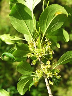 Rhamnus catharticus (Purifying sea buckthorn, Common buckthorn)
