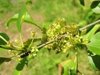 Rhamnus catharticus (Purifying sea buckthorn, Common buckthorn)