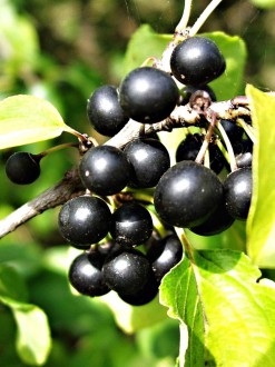 Rhamnus catharticus (Purifying sea buckthorn, Common buckthorn)