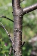 Rhamnus catharticus (Purifying sea buckthorn, Common buckthorn) - bark