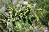 Rhamnus catharticus (Purifying sea buckthorn, Common buckthorn) - twig with leaves