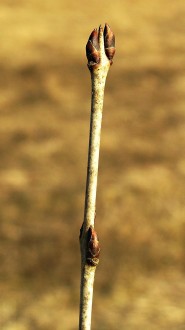 Rhamnus catharticus (Purifying sea buckthorn, Common buckthorn)