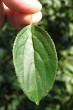 Rhamnus catharticus (Purifying sea buckthorn, Common buckthorn) - top side