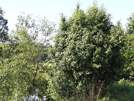 Rhamnus catharticus (Purifying sea buckthorn, Common buckthorn) - as part of the riparian vegetation of the Váh River (Turany)