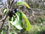 Rhamnus catharticus (Purifying sea buckthorn, Common buckthorn)