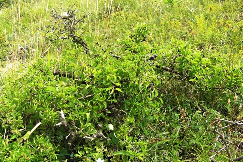 Rhamnus saxatilis -  NPR Devínska Kobyla