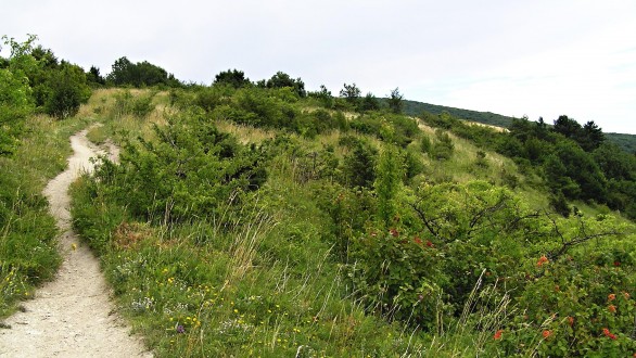 Rhamnus saxatilis - habitat of rock buckthorn (Devínska Kobyla National Park)
