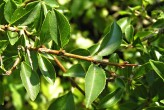 Rhamnus saxatilis