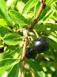 Rhamnus saxatilis