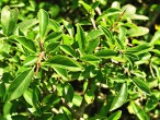 Rhamnus saxatilis