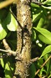 Rhamnus saxatilis - bork