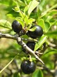 Rhamnus saxatilis