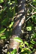 Rhamnus saxatilis - bark